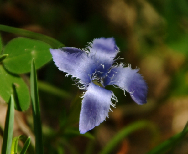 Gentianopsis ciliata / Genziana sfrangiata